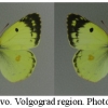 colias alfacariensis males volg